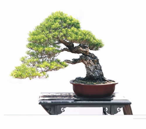 咫尺千里·九省競秀 一盆一世界，領(lǐng)略中國盆景的精粹之境